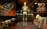World of Guns: 5 Skeletons Pack - 游戏机迷 | 游戏评测