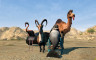 Goat Simulator: PAYDAY - 游戏机迷 | 游戏评测