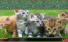 Pixel Puzzles Ultimate - Puzzle Pack: Cats - 游戏机迷 | 游戏评测