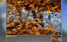 Pixel Puzzles Ultimate - Puzzle Pack: Autumn - 游戏机迷 | 游戏评测