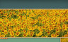 Pixel Puzzles Ultimate - Puzzle Pack: Sunflowers - 游戏机迷 | 游戏评测