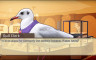 帅鸽男友：假日之星 Hatoful Boyfriend: Holiday Star - 游戏机迷 | 游戏评测